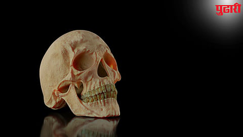 Human Skull Found
