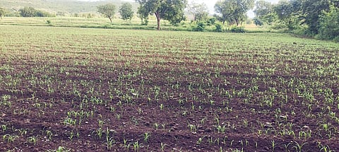 Chinchpur Pangul