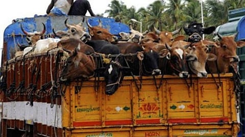 Illegal Cattle Transportation