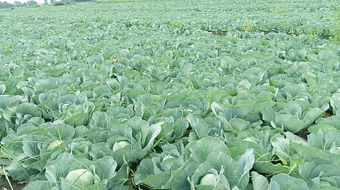 कळवण (नाशिक)