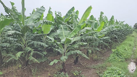 निफाड (नाशिक)