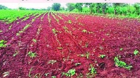 Kharif crops loss