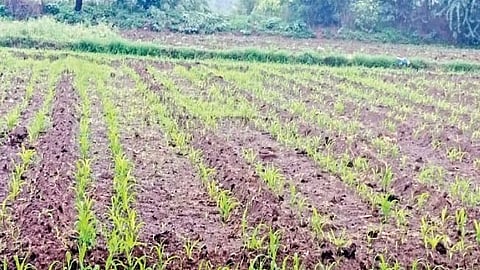 Beed News : पिके वाचविण्यासाठी शेतकऱ्यांची धावाधाव, दुबार पेरणीचे संकट