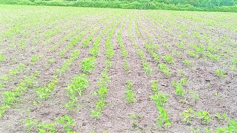Jalna Agriculture News