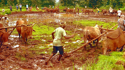 Khutil Ramwadi Farmer