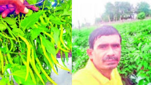 Chilli production