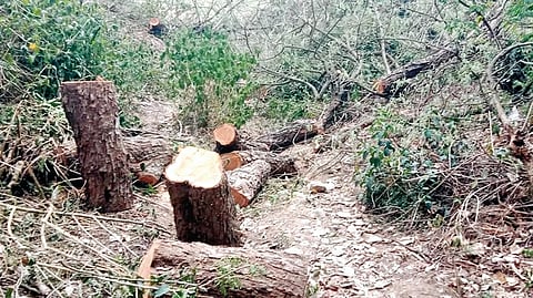 Forest Conservation Day 2025 |