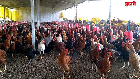 fish mutton chicken demand