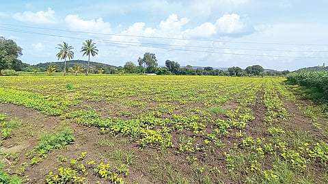 Ahilyanagar