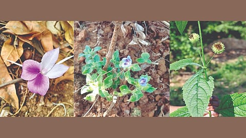 Botanical Research