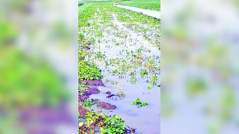 Jalna Rain