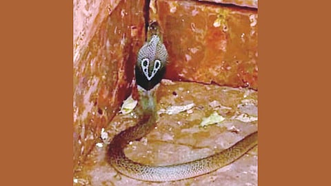 Snake Sighting On Festival
