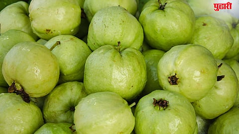Guava Price