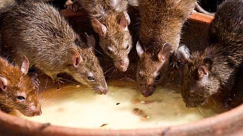 Natural Ways To Repel Rats