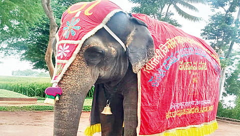 Mahadevi Elephant Case |