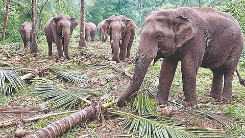 Dodamarg Elephant