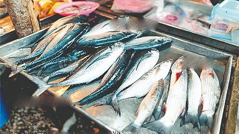 India Fish Production Decline