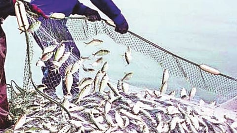 Maharashtra Fisheries Development