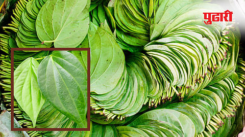 Betel leaves