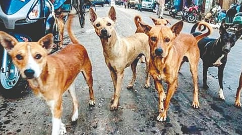 Dogs