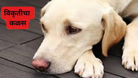 Malad Dog Animal Abuse