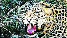 Leopard News