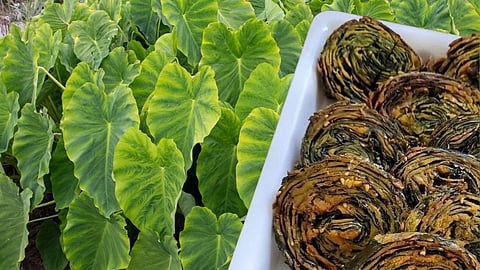 Colocasia Leaves Health Benefits