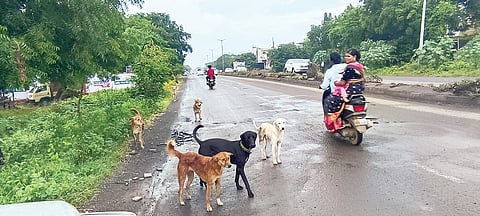 Street Dogs