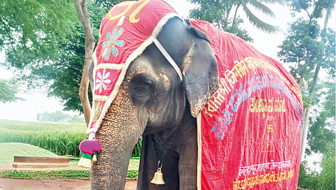 supreme-court-to-hear-review-petition-on-mahadevi-elephant-case-on-monday