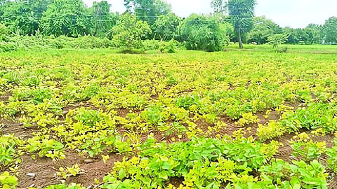 Soybean Crop