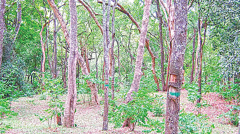 Red Sandalwood Tree