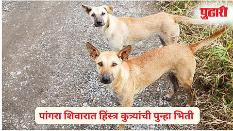 The terror of wild dogs