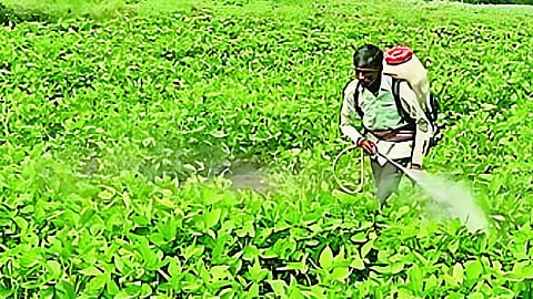Soybean Crop