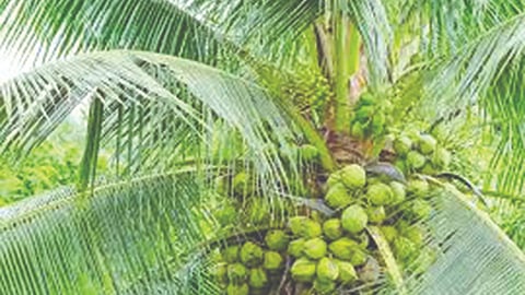 अलिबाग (रायगड)