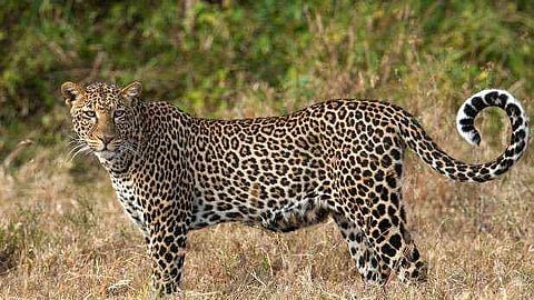 Leopard Terror : पिंपळगाव रेणुकाईत बिबट्याची दहशत कायम