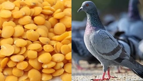 Kabutar Dal |