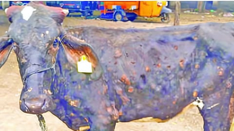 Lumpy skin disease