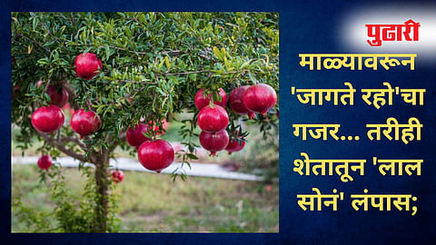 Nashik News | शेतातून चक्क डाळिंबाची चोरी: लाखोंचा माल लंपास, शेतकरी हवालदील