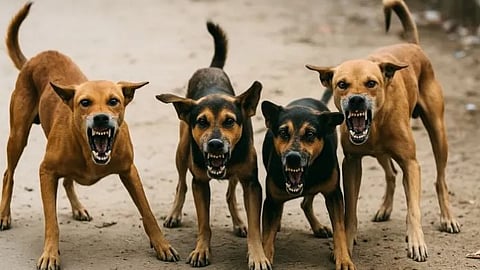 Stray dogs
