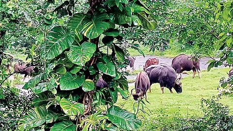 Wild Bison In Human Habitat