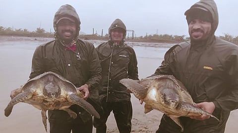 Raigad Turtle Rescue