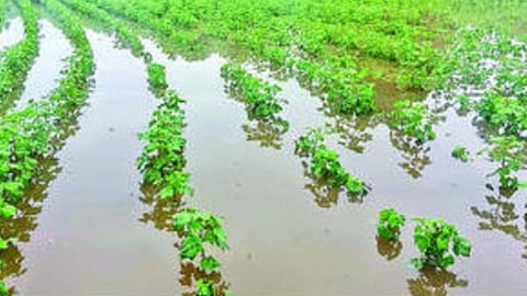 crop damage