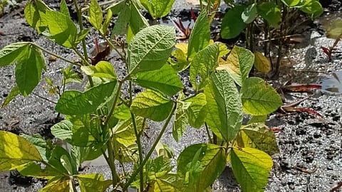 Soybean Crop Insurance Issues