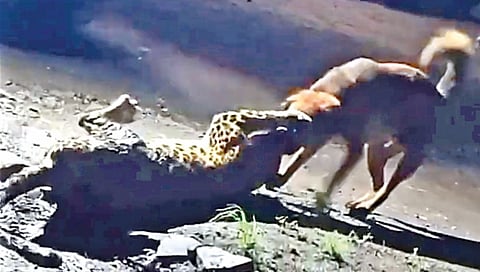 dog-challenges-leopard-daring-attack