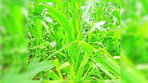 Maize Crop