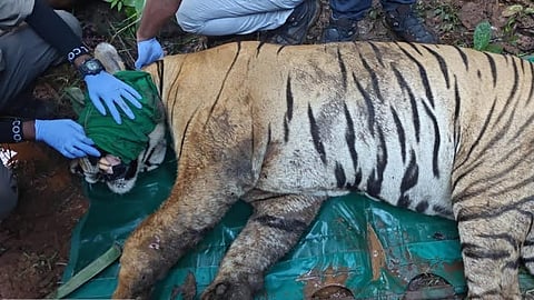 Chandrapur tiger treatment