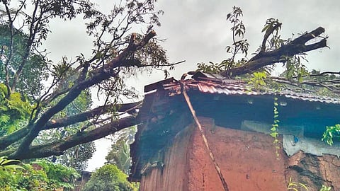 Vaibhavwadi Rainfall Damage