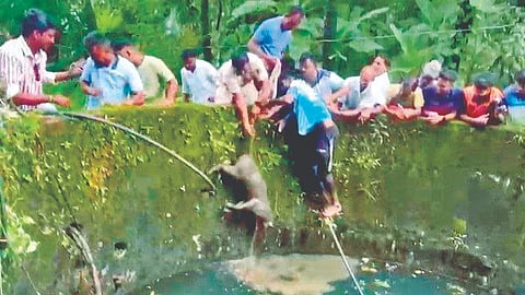 Leopard Death Salgaon