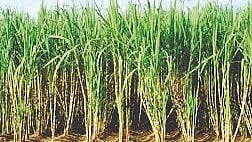 Sugarcane season