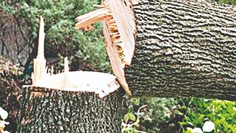 Nashik News : उद्यान विभागाच्या पोर्टलवरील 50 टक्के अर्ज अपात्र